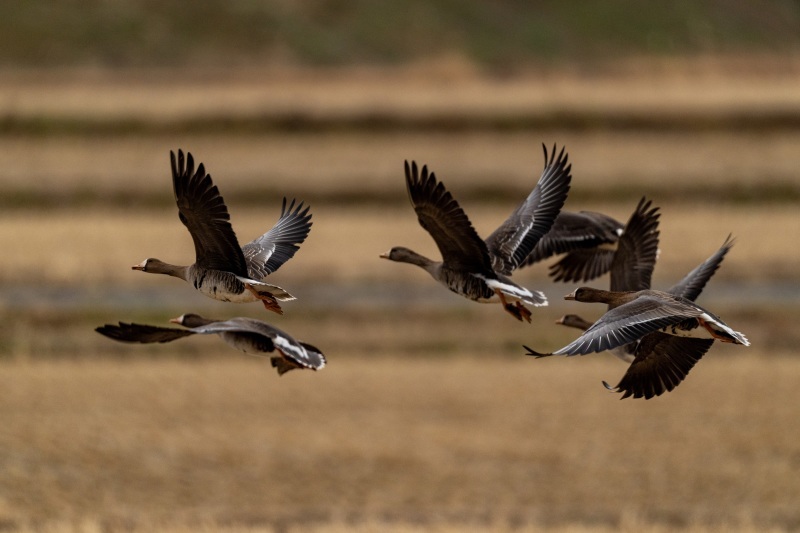 2024年最初の鳥見_a0377386_11233634.jpg