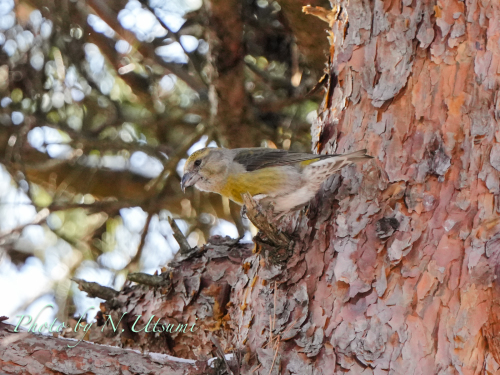 赤い鳥を求めてー12月２２日〜２３日_d0155021_22274816.jpg