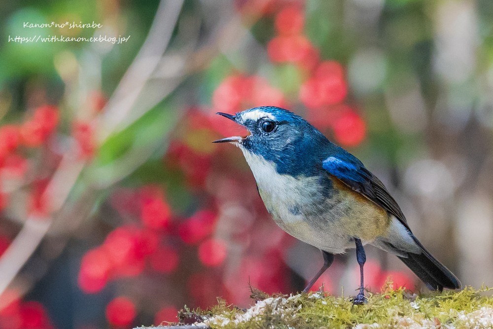 野鳥撮りの季節_d0148187_16521578.jpg