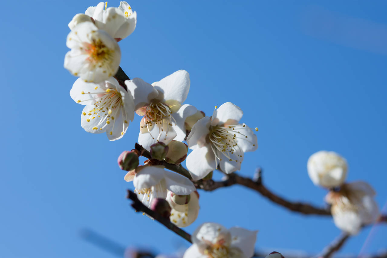 1月の里山で植物探し_d0177705_17545726.jpg