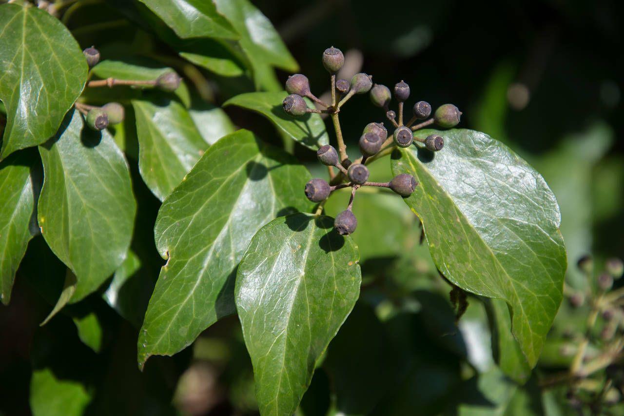 1月の里山で植物探し_d0177705_17580247.jpg