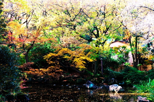 北区　名主の滝公園の紅葉2_a0263109_09261636.jpg