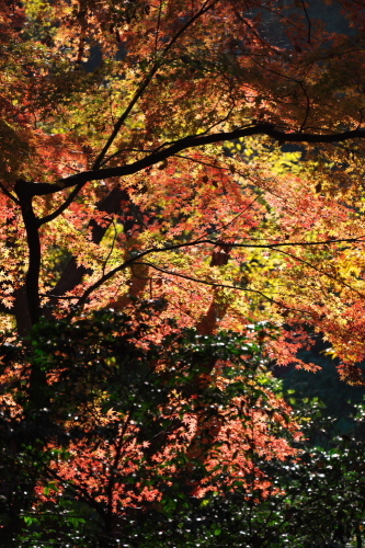 北区　名主の滝公園の紅葉2_a0263109_09263573.jpg