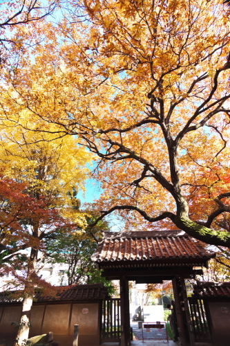 北区　名主の滝公園の紅葉2_a0263109_09263645.jpg