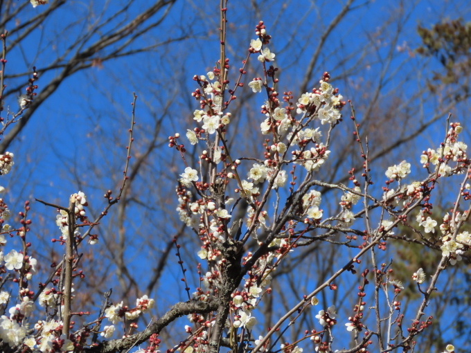 初春の都立神代植物公園で（１月１４日投稿）_f0161757_13214731.jpg