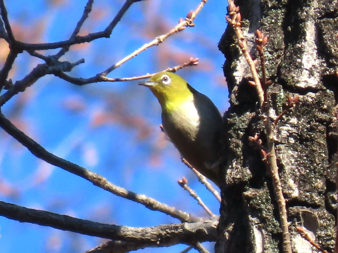 初春の都立神代植物公園で（１月１４日投稿）_f0161757_13283525.jpg