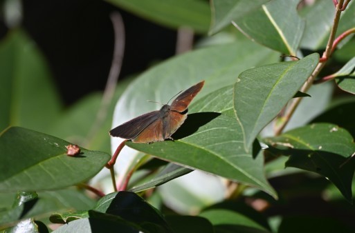 ムラサキツバメ　豊橋公園にて_f0179175_15282230.jpg