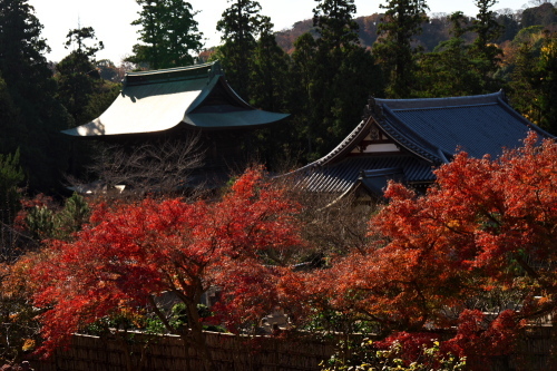 北鎌倉　円覚寺の紅葉1_a0263109_11120585.jpg