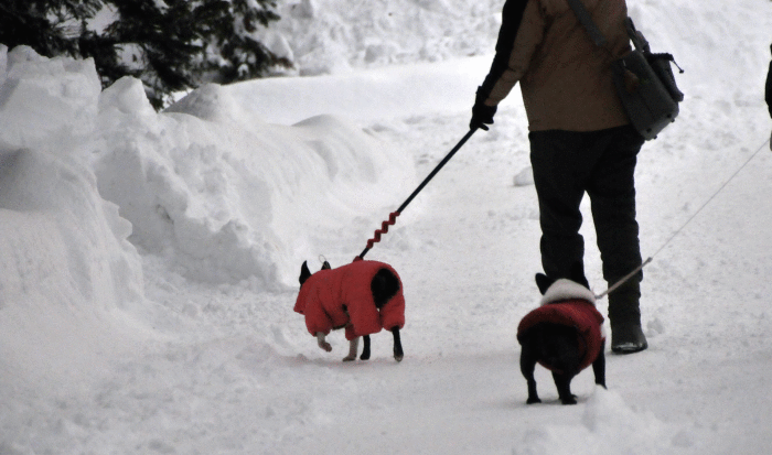 雪遊び_d0345928_10512927.gif