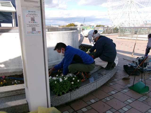名古屋港水族館前花壇の植栽R6.1.15_d0338682_10484772.jpg