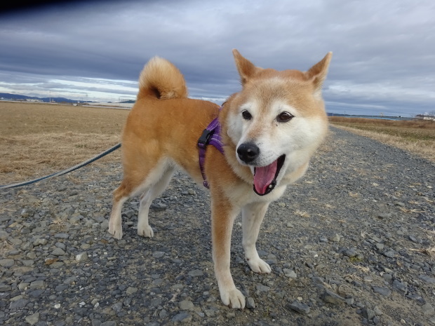 この調子で～_d0380572_16044397.jpg