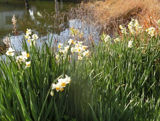 白い花咲く時期_b0008825_17154540.jpg