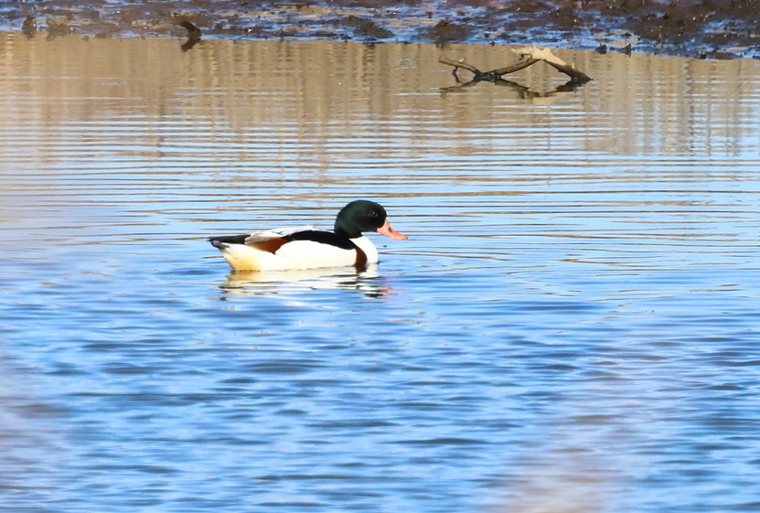 2024年　今年の鳥撮り初めは　珍鳥「ツクシガモ」さんでした(^0^)／_e0218518_11524283.jpg