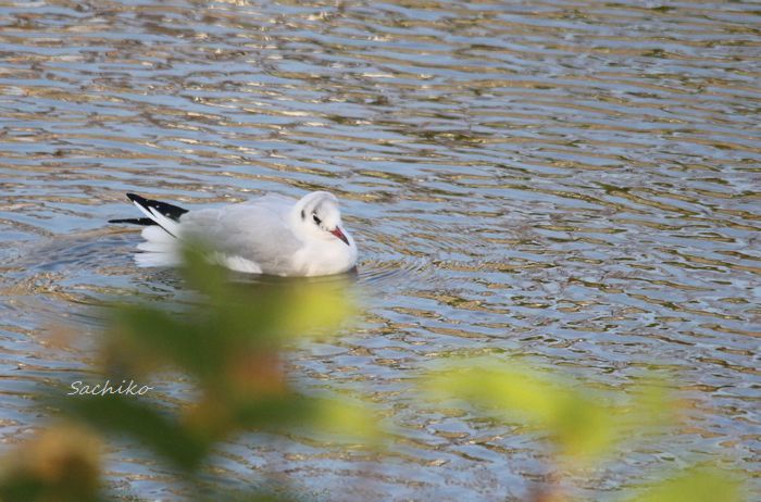 ～　野鳥探しの散策　～_f0373033_14163417.jpg