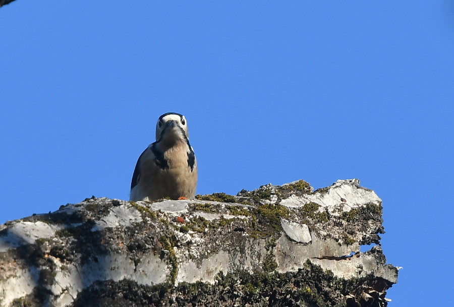 アカゲラ (2)_e0353790_08282155.jpg