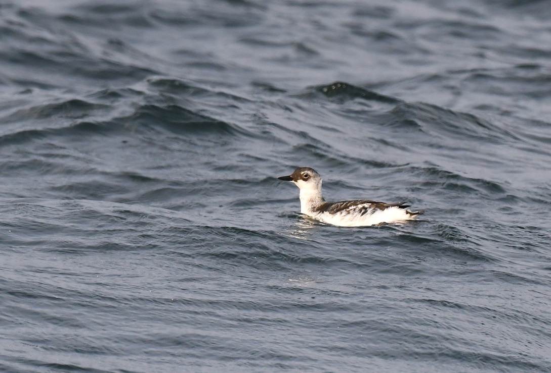 Pigeon Guillemot  /  ウミバト_f0350530_18230425.jpg