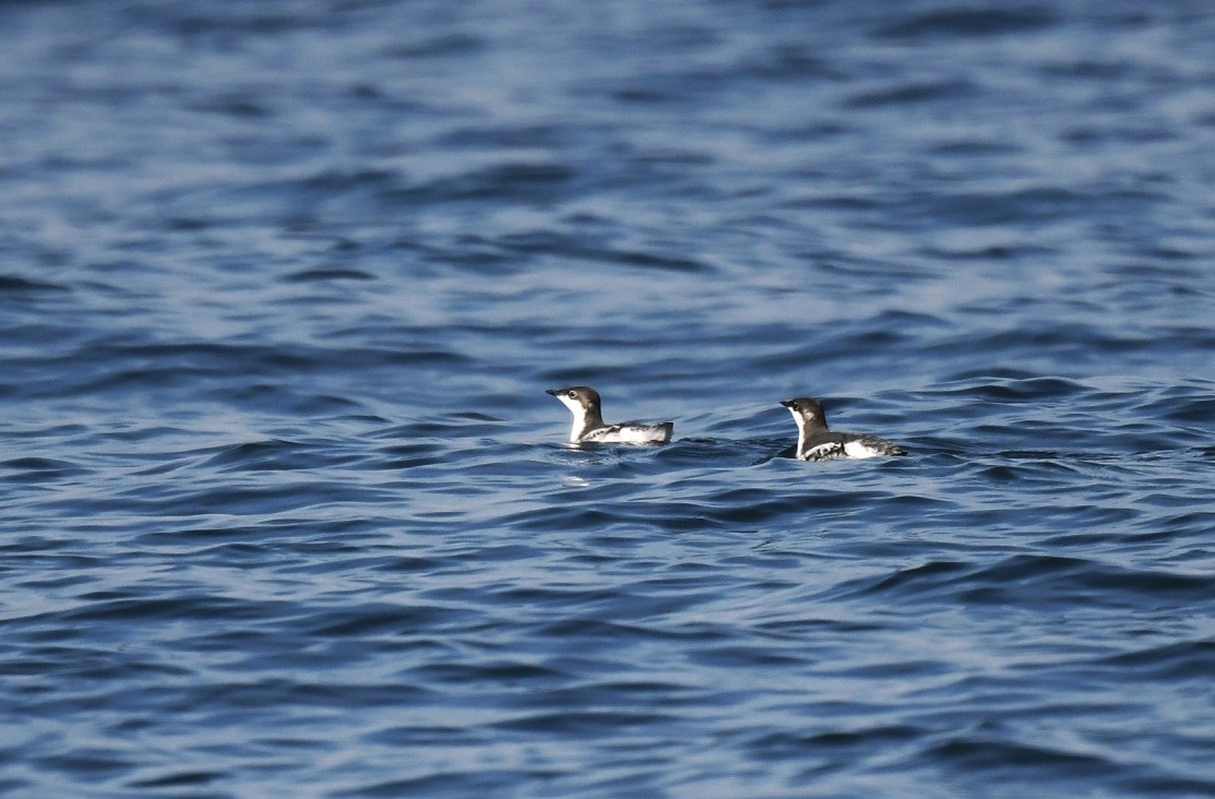 Long-billed Murrelet  / マダラウミスズメ_f0350530_18264332.jpg