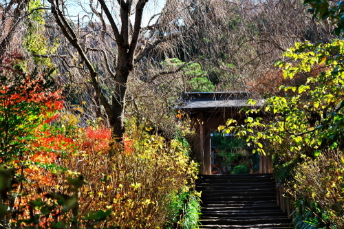 北鎌倉　明月院の紅葉2_a0263109_19081640.jpg