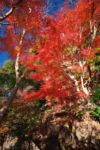 北鎌倉　明月院の紅葉2_a0263109_19090077.jpg