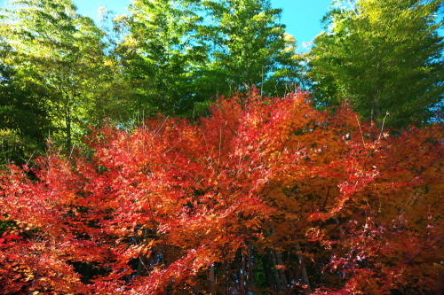 北鎌倉　明月院の紅葉2_a0263109_19092627.jpg