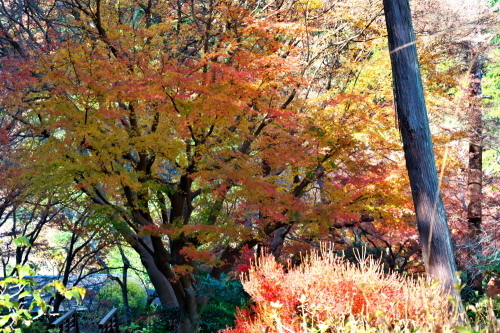 北鎌倉　明月院の紅葉2_a0263109_19092694.jpg