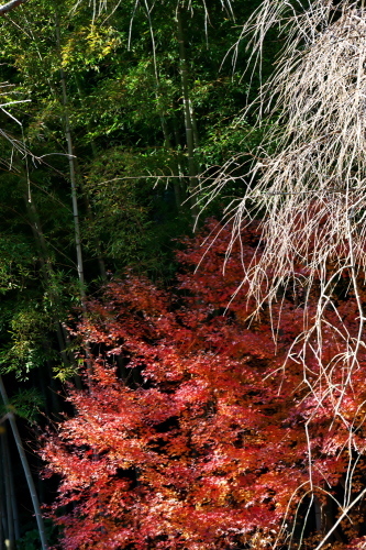 北鎌倉　明月院の紅葉2_a0263109_19092739.jpg