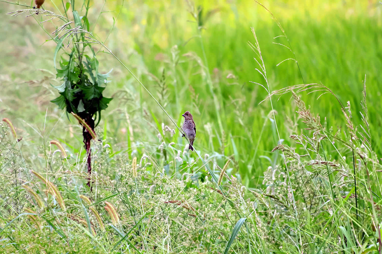 迷鳥・珍鳥　アカマシコの幼鳥に会えた！_f0215767_21250710.jpg