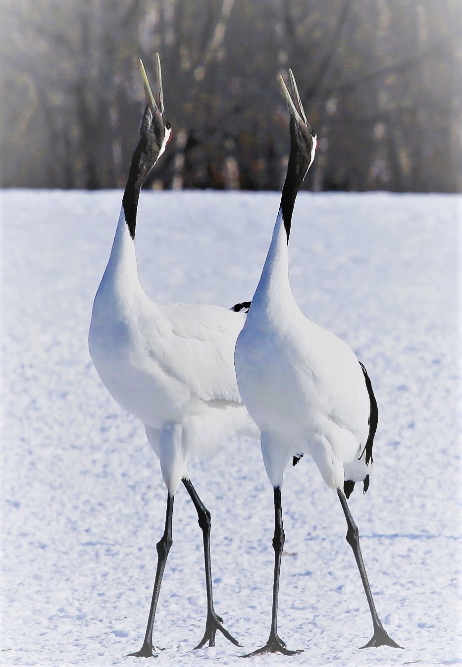 釧路の冬の白と黒　１月28日_f0113639_10421416.jpg