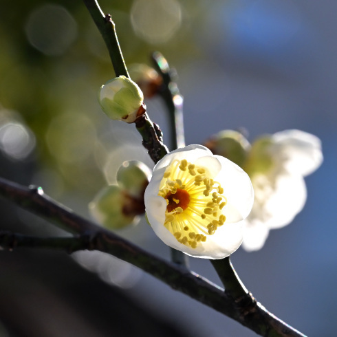 寒い時期の花は嬉しいものです...。_f0099102_10545126.jpg