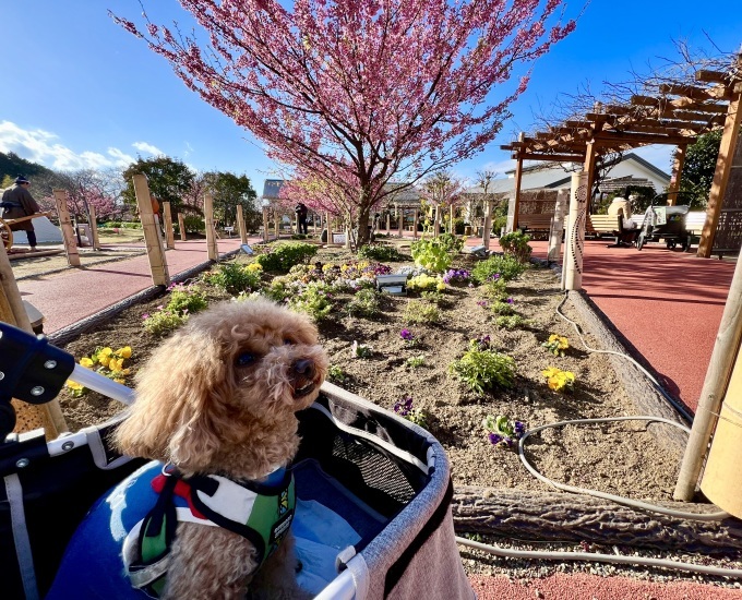 満開！土肥桜　_f0238932_18111472.jpeg