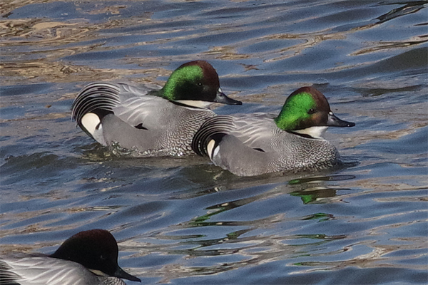 冬鳥の沼にて_e0167571_21343697.jpg