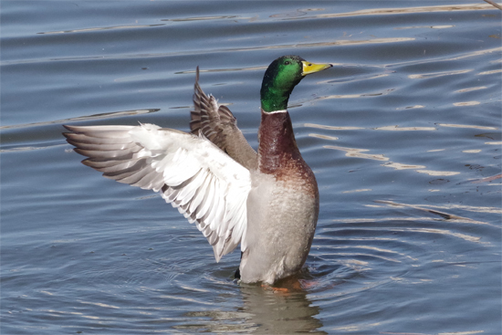 冬鳥の沼にて_e0167571_21351535.jpg