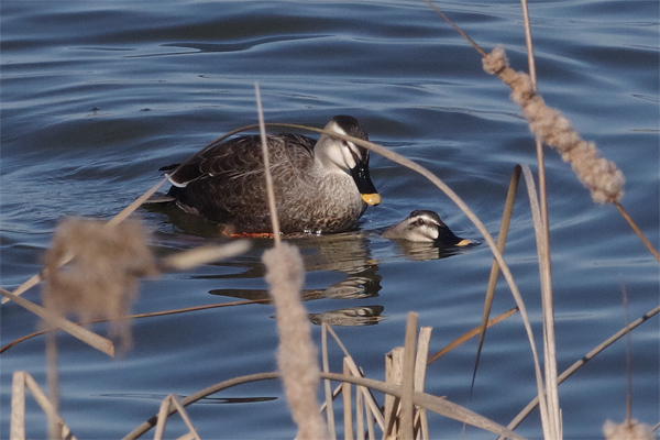 冬鳥の沼にて_e0167571_21355818.jpg