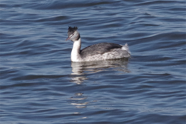 冬鳥の沼にて_e0167571_21363069.jpg