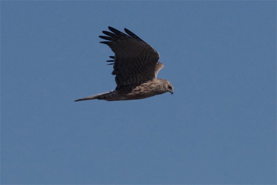 冬鳥の沼にて_e0167571_21364645.jpg