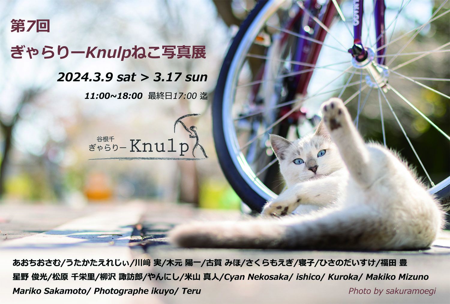 第7回ぎゃらりーKnulpねこ写真展_c0194541_17250660.jpg