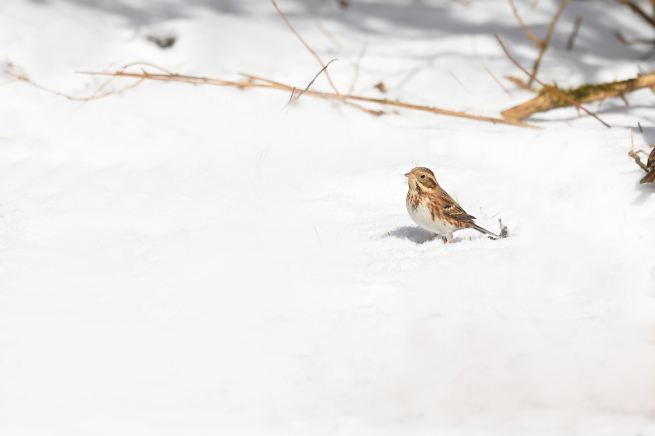 ルリビタキ　山茶花と雪と_e0308105_00214186.jpg