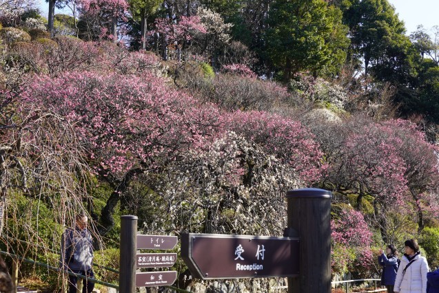 池上梅園は早くも「見頃」_b0178388_20580288.jpg