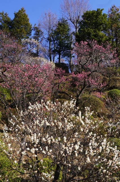 池上梅園は早くも「見頃」_b0178388_21012612.jpg