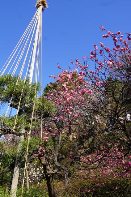 池上梅園は早くも「見頃」_b0178388_21020950.jpg