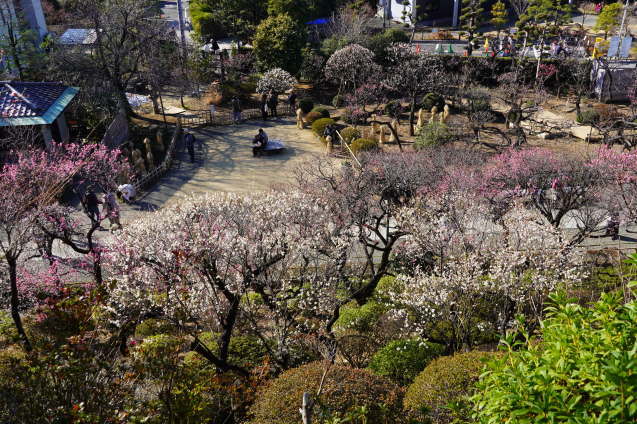 池上梅園は早くも「見頃」_b0178388_21040158.jpg