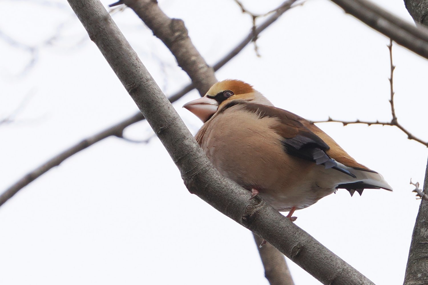 公園他（2024年2月8日）_f0235311_20233804.jpg