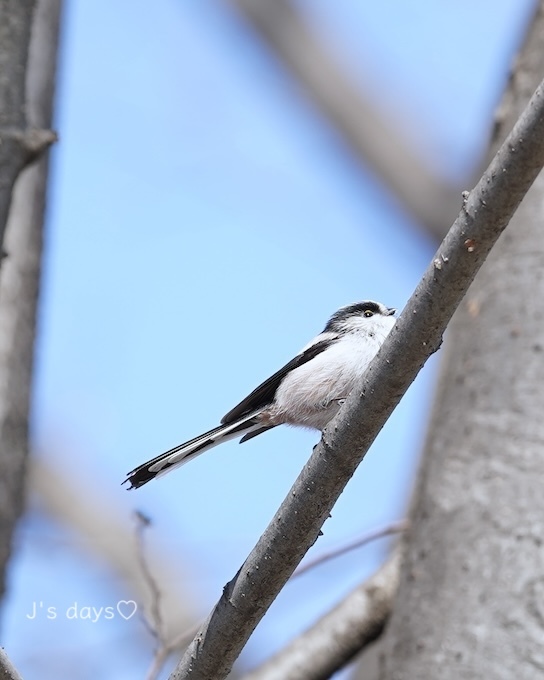 雪の後の鳥撮り☆_a0198883_09252961.jpg