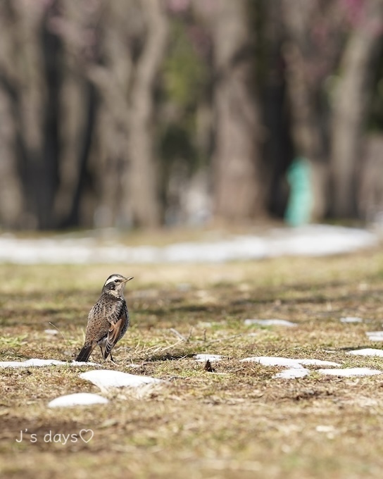 雪の後の鳥撮り☆_a0198883_09264949.jpg