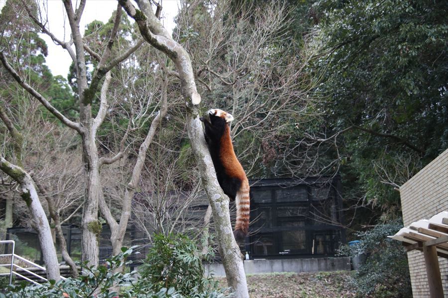 2024/02/10平川動物公園_f0221023_17492065.jpg