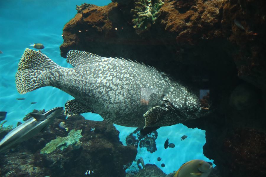 2024/02/10かごしま水族館_f0221023_18022643.jpg