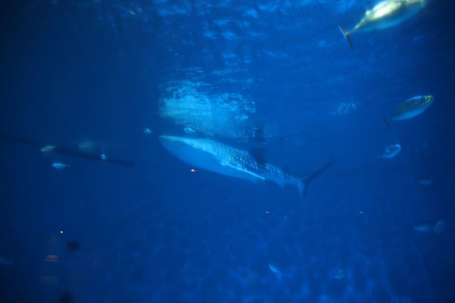 2024/02/10かごしま水族館_f0221023_18080791.jpg