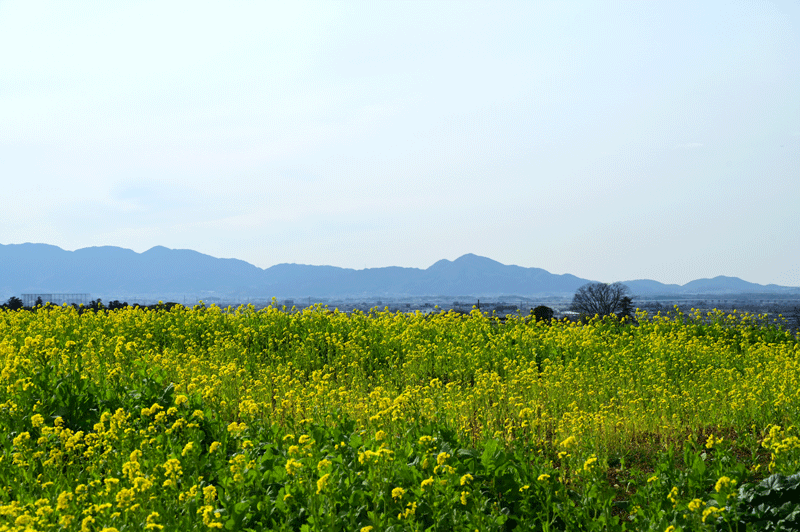 2024-2-9-　（金）晴れ　奈良県 山之内環濠集落の菜の花 ＆ 大和民俗公園の散策（梅・菜の花）_a0216227_22523593.gif