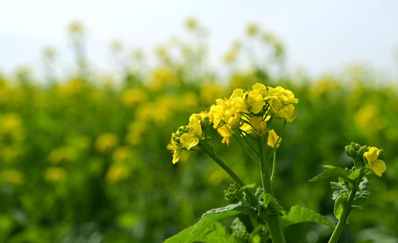 2024-2-9-　（金）晴れ　奈良県 山之内環濠集落の菜の花 ＆ 大和民俗公園の散策（梅・菜の花）_a0216227_22530932.gif