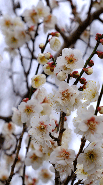 2024-2-9-　（金）晴れ　奈良県 山之内環濠集落の菜の花 ＆ 大和民俗公園の散策（梅・菜の花）_a0216227_23405562.gif